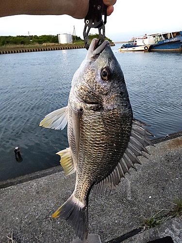 キビレの釣果