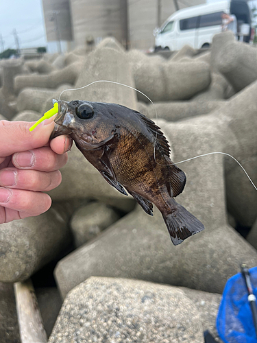 メバルの釣果