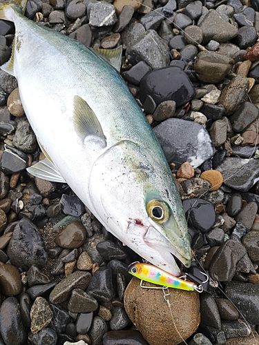 ヤズの釣果