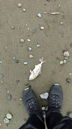 ショゴの釣果