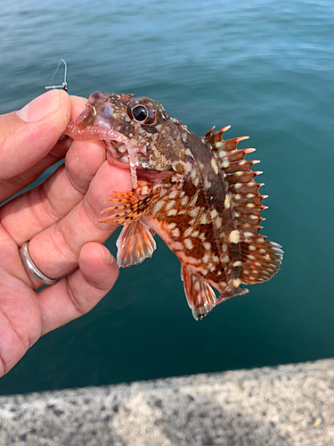 カサゴの釣果