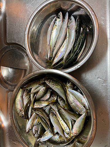 サバの釣果