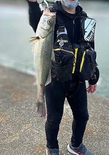 マルスズキの釣果