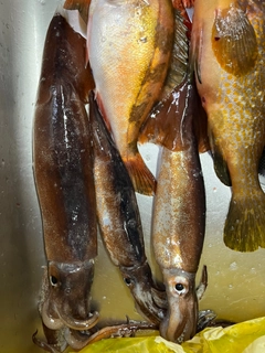 スルメイカの釣果