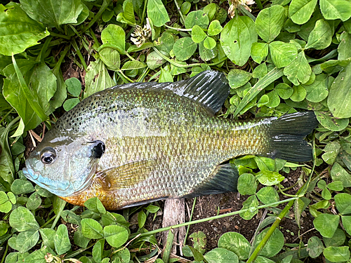 ブルーギルの釣果