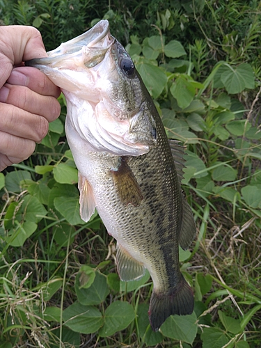 ラージマウスバスの釣果