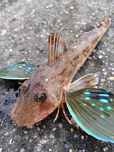 ホウボウの釣果