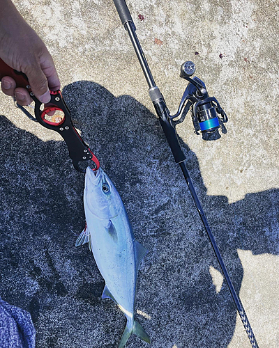 イナダの釣果