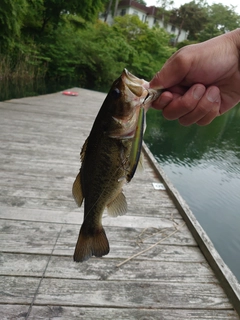 ラージマウスバスの釣果