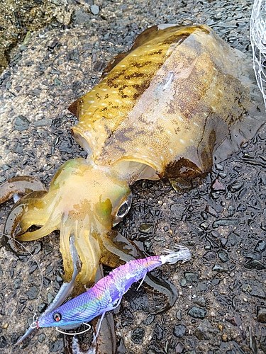 アオリイカの釣果