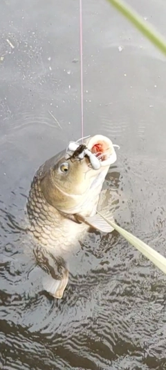 コイの釣果