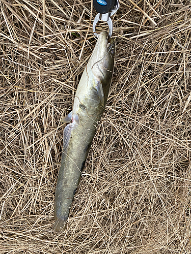 ナマズの釣果