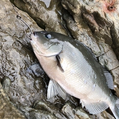 クチブトグレの釣果