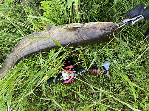 ナマズの釣果