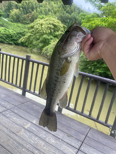 ラージマウスバスの釣果