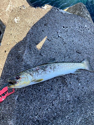 アメマスの釣果