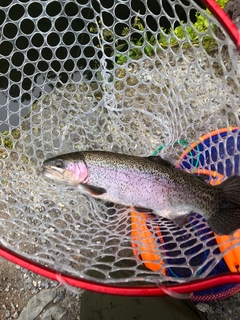 ニジマスの釣果