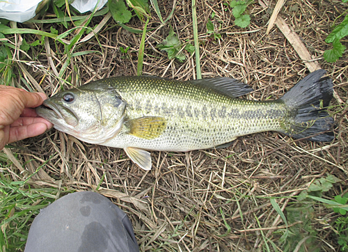 ラージマウスバスの釣果