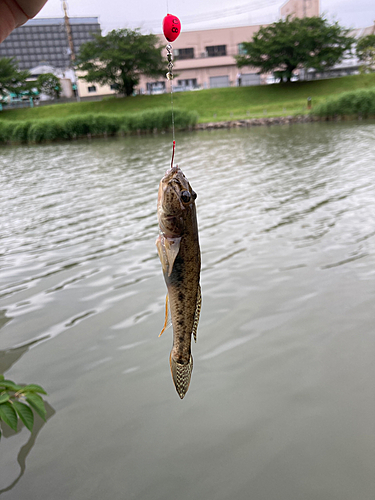 マハゼの釣果