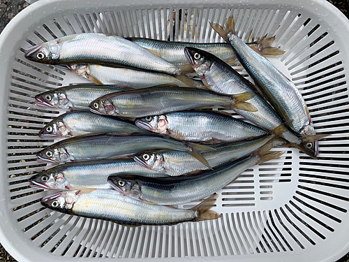 コアユの釣果