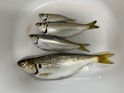 コノシロの釣果