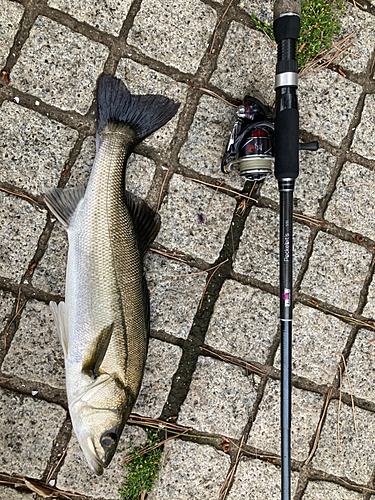 フッコ（マルスズキ）の釣果