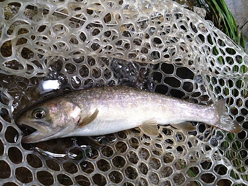 イワナの釣果