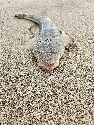 マゴチの釣果