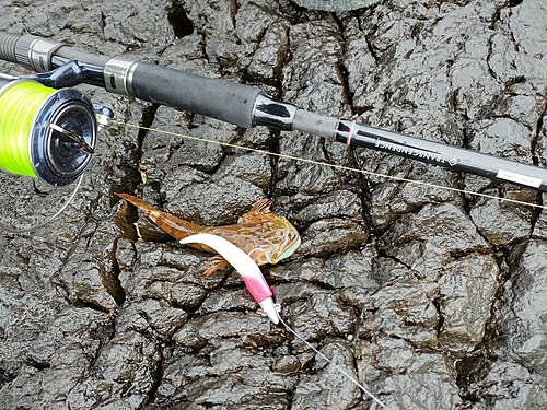 アナハゼの釣果