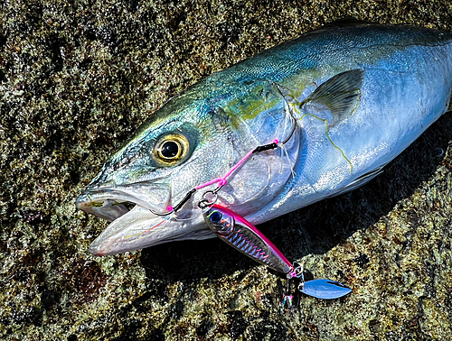 イナダの釣果