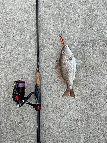 ハマフエフキの釣果