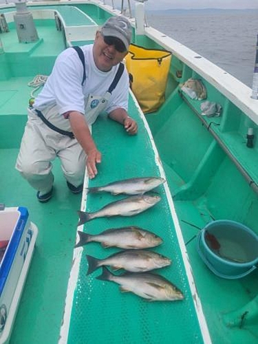 イサキの釣果