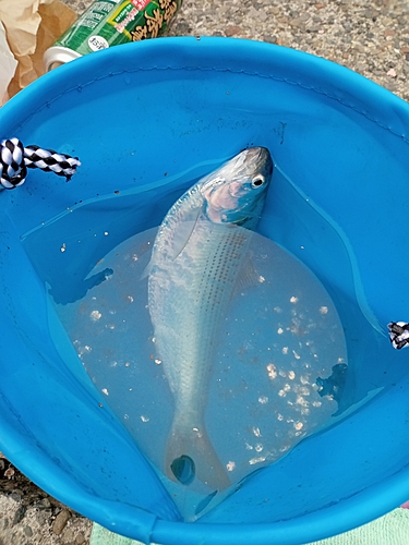 コノシロの釣果