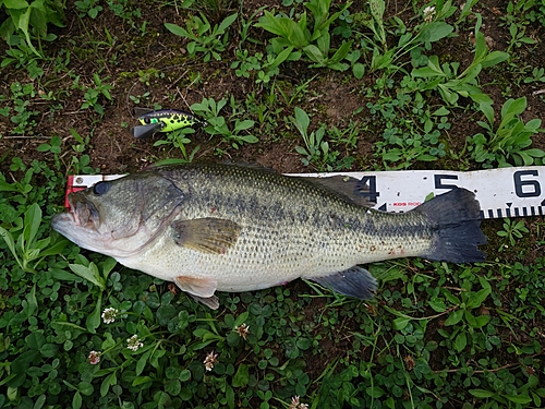 ブラックバスの釣果