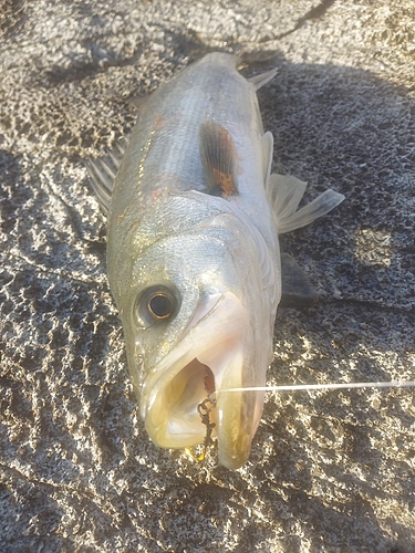 マルスズキの釣果