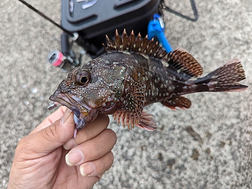 アラカブの釣果