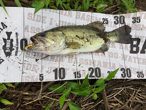 ブラックバスの釣果