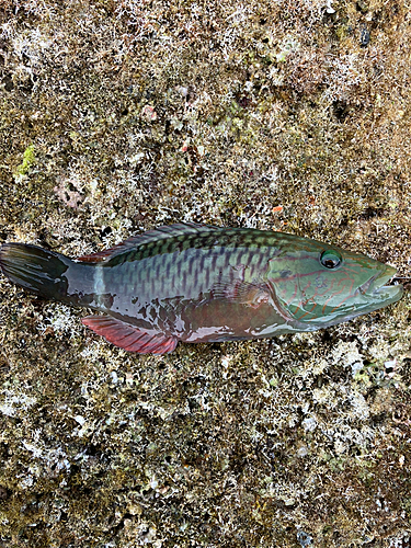 ヒトスジモチノウオの釣果