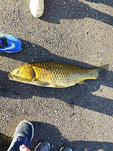 コイの釣果