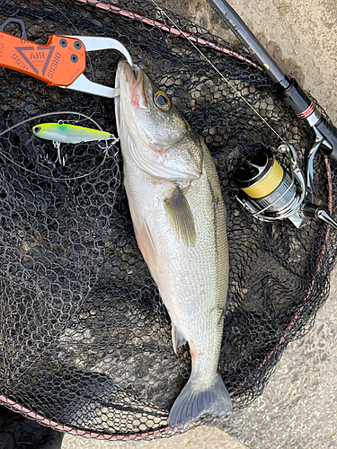 シーバスの釣果