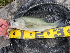 ブラックバスの釣果