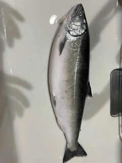 サクラマスの釣果