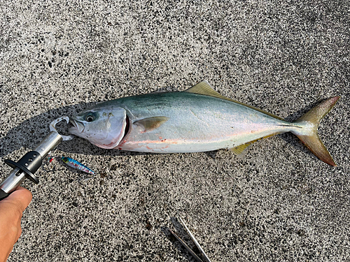 イナダの釣果