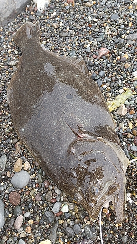 ヒラメの釣果