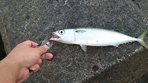 サバの釣果