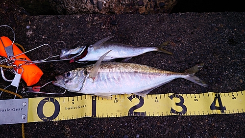 アジの釣果