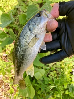 ラージマウスバスの釣果