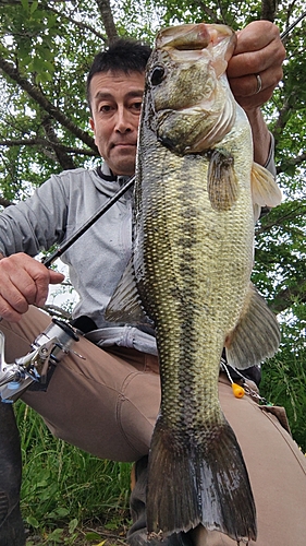 ブラックバスの釣果