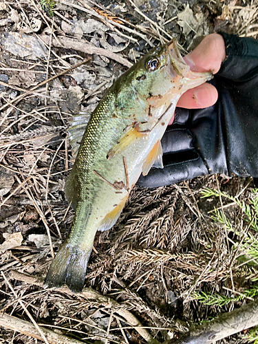 ラージマウスバスの釣果