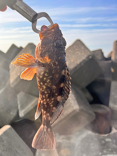 カサゴの釣果